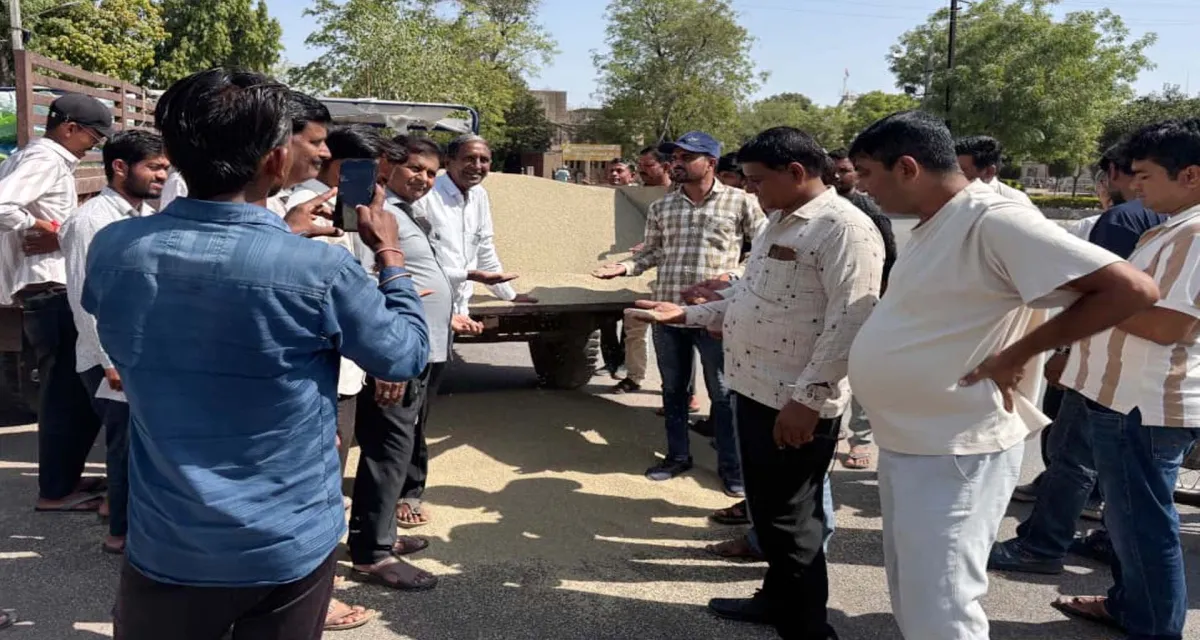 જણસીની આવક : ડીસા માર્કેટયાર્ડોમાં ઉનાળુ સીઝનની નવી બાજરીની આવક શરૂ