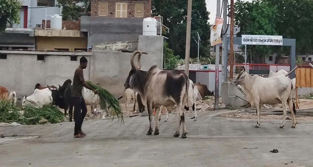 થરા પાલિકામાં આખલા રાજ: શાળાના બાળકો જોખમમાં, તંત્ર ઘોર નિદ્રામાં