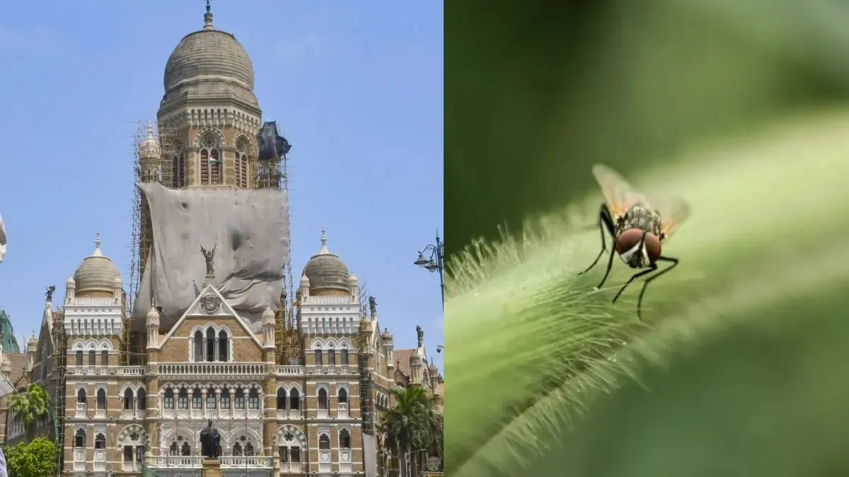 છાશના ગ્લાસમાં માખી મળી, FDAએ BMC કેન્ટીન સીલ કરવાનો આદેશ આપ્યો