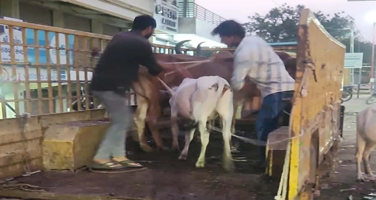 ડીસા પાલિકાની લાલઆંખ: રખડતા ઢોરના ત્રાસ સામે સઘન ઝુંબેશ શરૂ