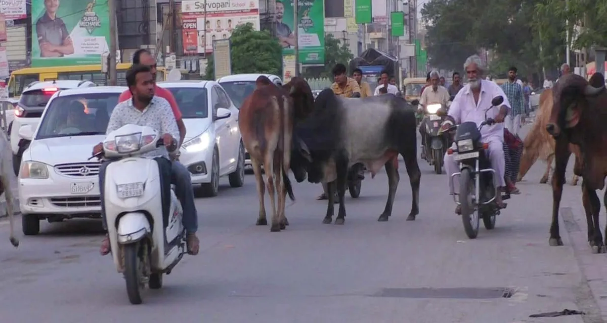 ડીસામાં રખડતા ઢોરોનો ત્રાસ યથાવત: નગરપાલિકાની ઝુંબેશ પોકળ સાબિત