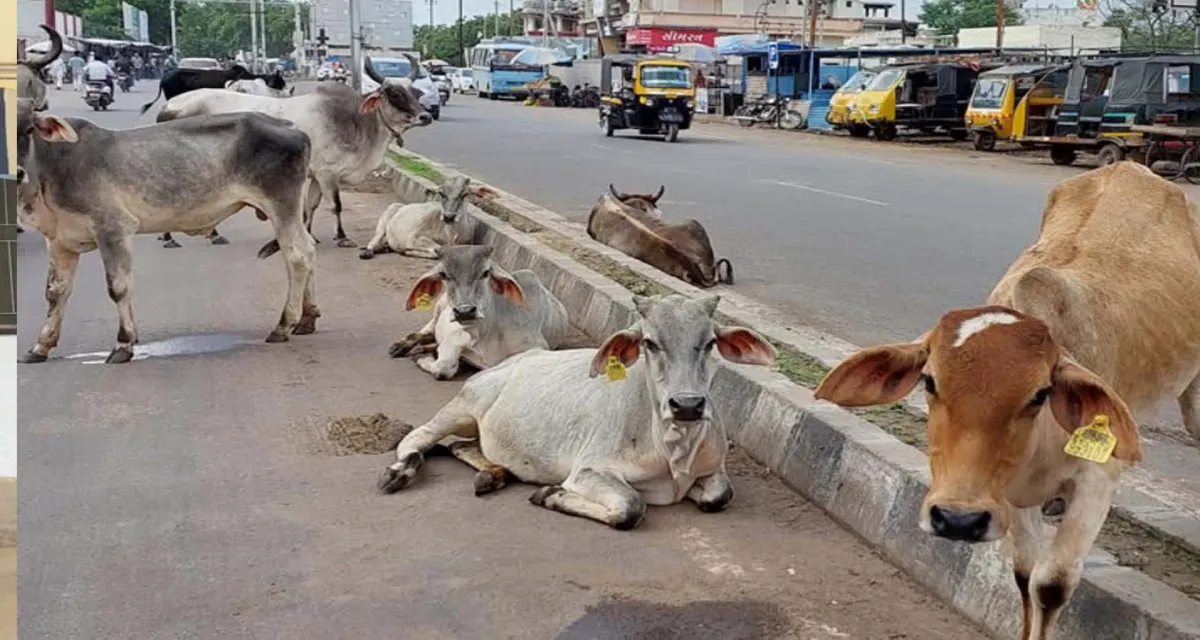 ડીસાના ૧૨ વિસ્તારોમાં ખુલ્લામાં ઘાસચારો વેચવા પર પ્રતિબંધ જાહેર