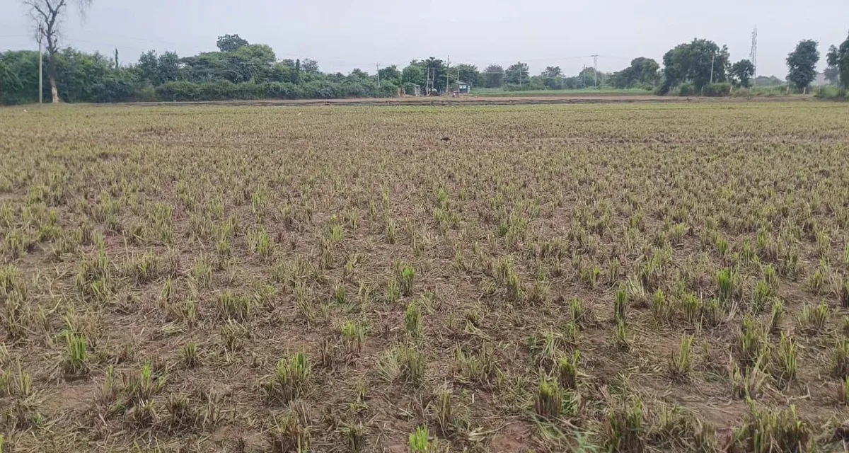 બનાસકાંઠા સહિત વાવ થરાદ જિલ્લામાં વરસાદ ખેંચાતા ખેતરોમાં ચિંતાના વાદળો