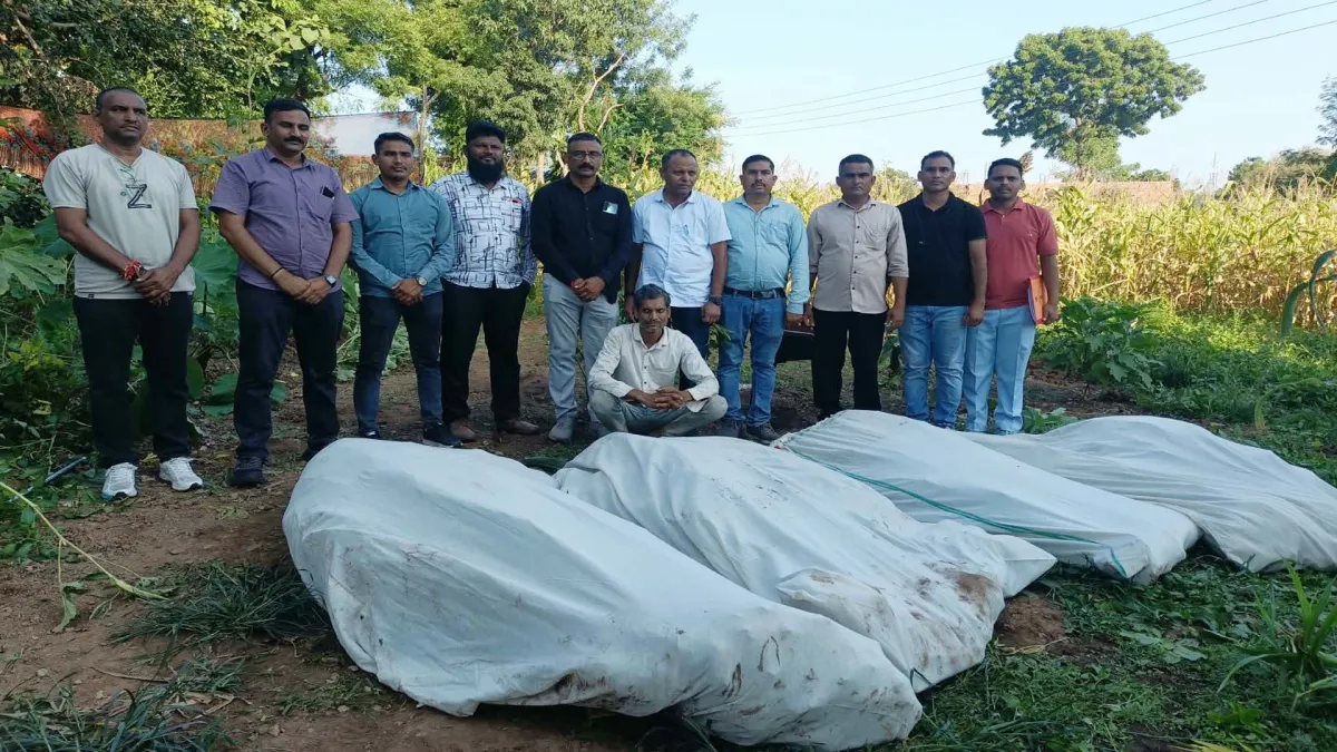 શામળાજી: ગલીસેમરોમાં મકાઈ-જુવાર વચ્ચે વાવેલો ₹43.12 લાખનો ગાંજો ઝડપાયો