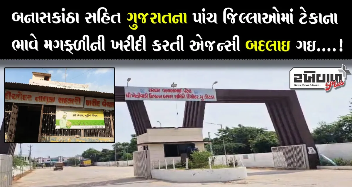 બનાસકાંઠા સહિત ગુજરાતના પાંચ જિલ્લાઓમાં ટેકાના ભાવે મગફળીની ખરીદી કરતી એજન્સી બદલાઈ ગઈ....!