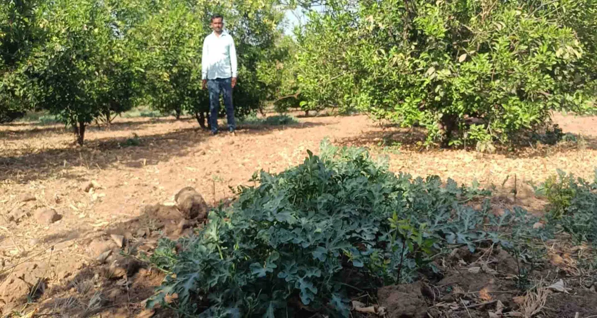 છેલ્લા 4 વર્ષથી પ્રાકૃતિક કૃષિને અપનાવીને અન્ય ખેડૂતો માટે પ્રેરણાસ્ત્રોત બનતા બનાસકાંઠાના ખેડૂત ભરતભાઈ પટેલ