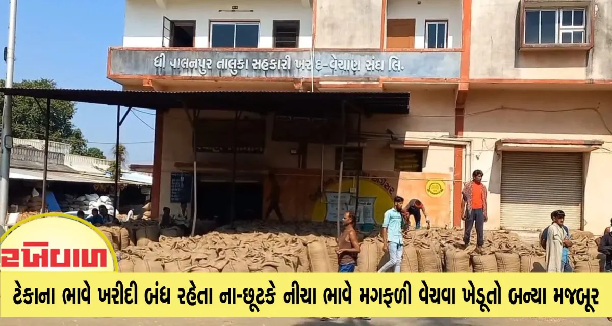 ટેકાના ભાવે ખરીદી બંધ રહેતા ના-છૂટકે નીચા ભાવે મગફળી વેચવા ખેડૂતો બન્યા મજબૂર