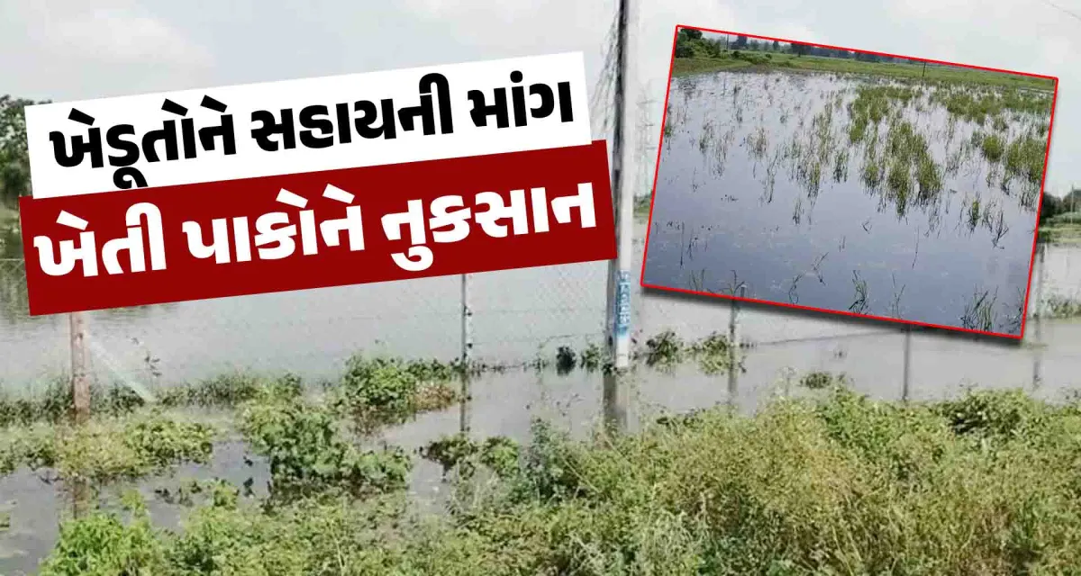 બનાસકાંઠા જિલ્લામાં ભારે વરસાદ ને લઇ ખેતી પાકોને નુકસાન ખેડૂતોને સહાયની માંગ