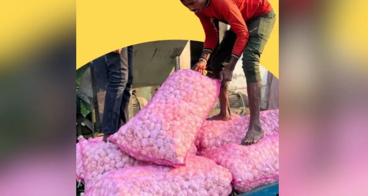 ગુજરાતમાં 2 હજાર કિલો 'ચાઈનીઝ લસણ' મળ્યું