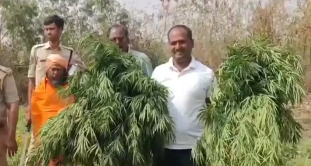 ગલગોટાની આડમાં 70 લાખનો ગાંજો ઝડપાયો