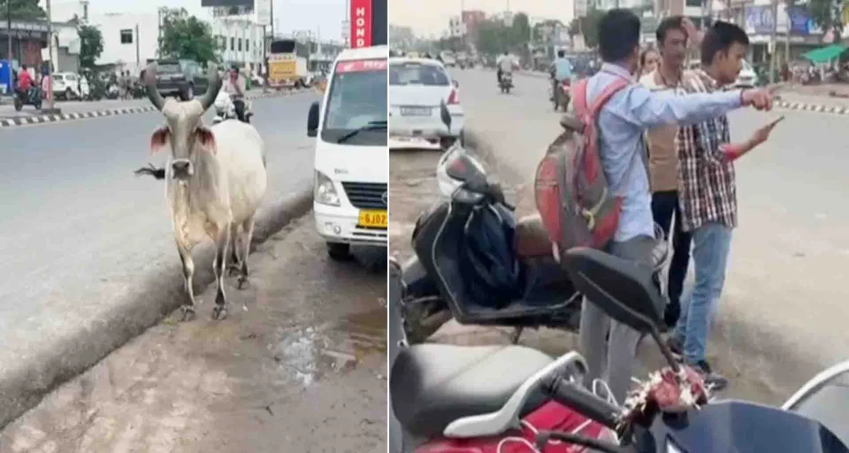 મહેસાણા રાધનપુર હાઈવે પર રખડતા ઢોરોનો ત્રાસ યથાવત