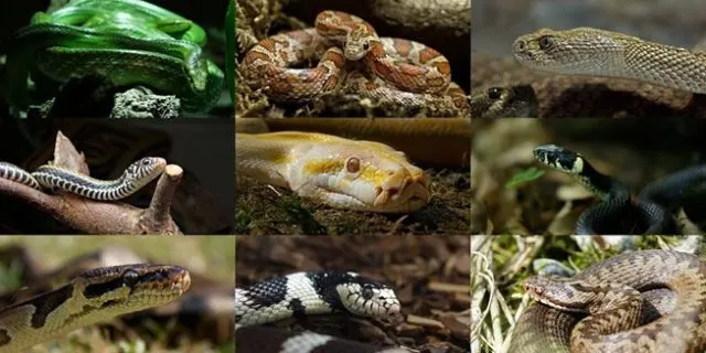 આજે ૧૬ જુલાઈ એટલે – ‘વિશ્વ સર્પ દિવસ’