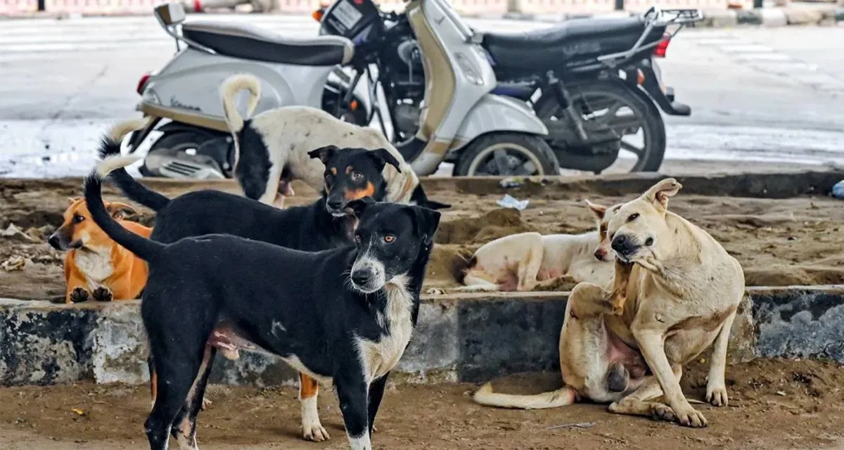 તેલંગાણા હાઈકોર્ટે રખડતા કૂતરા પકડવા પર શરતી સ્ટે આપ્યો, NGOની અરજી પર લીધો મહત્વપૂર્ણ નિર્ણય