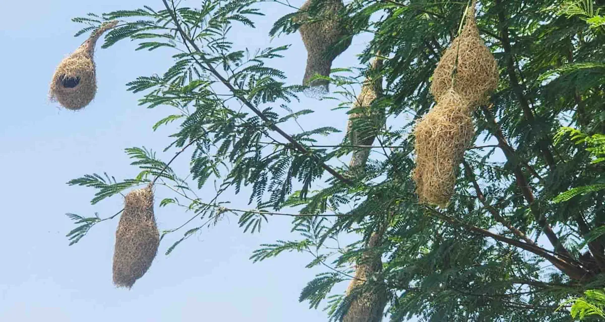 સુગરીનો માળો; કુદરતની અદ્ભુત સ્થાપત્ય કલા!