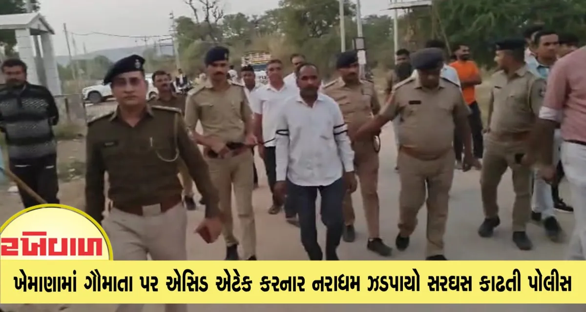 ખેમાણામાં ગૌમાતા પર એસિડ એટેક કરનાર નરાધમ ઝડપાયો સરઘસ કાઢતી પોલીસ