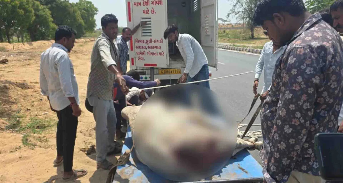 લાખણી પંથકમાં આખલા ઉપર એસિડ હુમલાનો ઉગ્ર વિરોધ