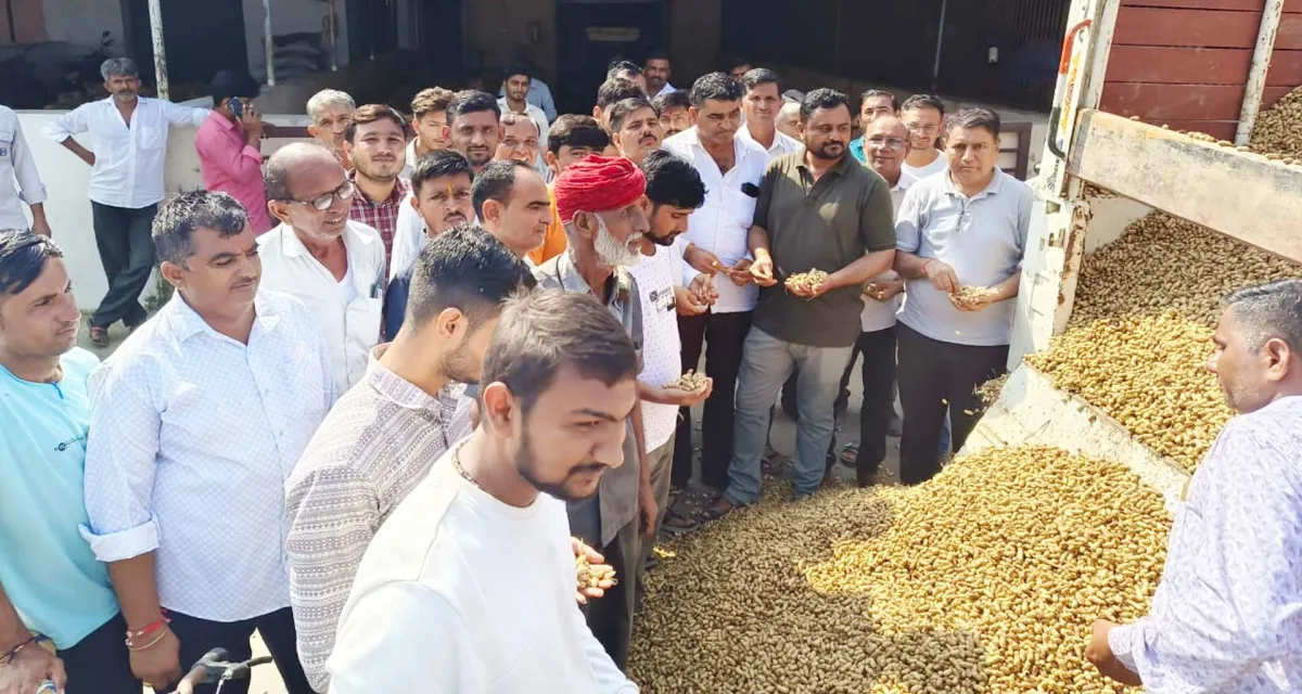 ડીસા માર્કેટયાર્ડમાં મગફળીની આવકના શ્રી ગણેશ