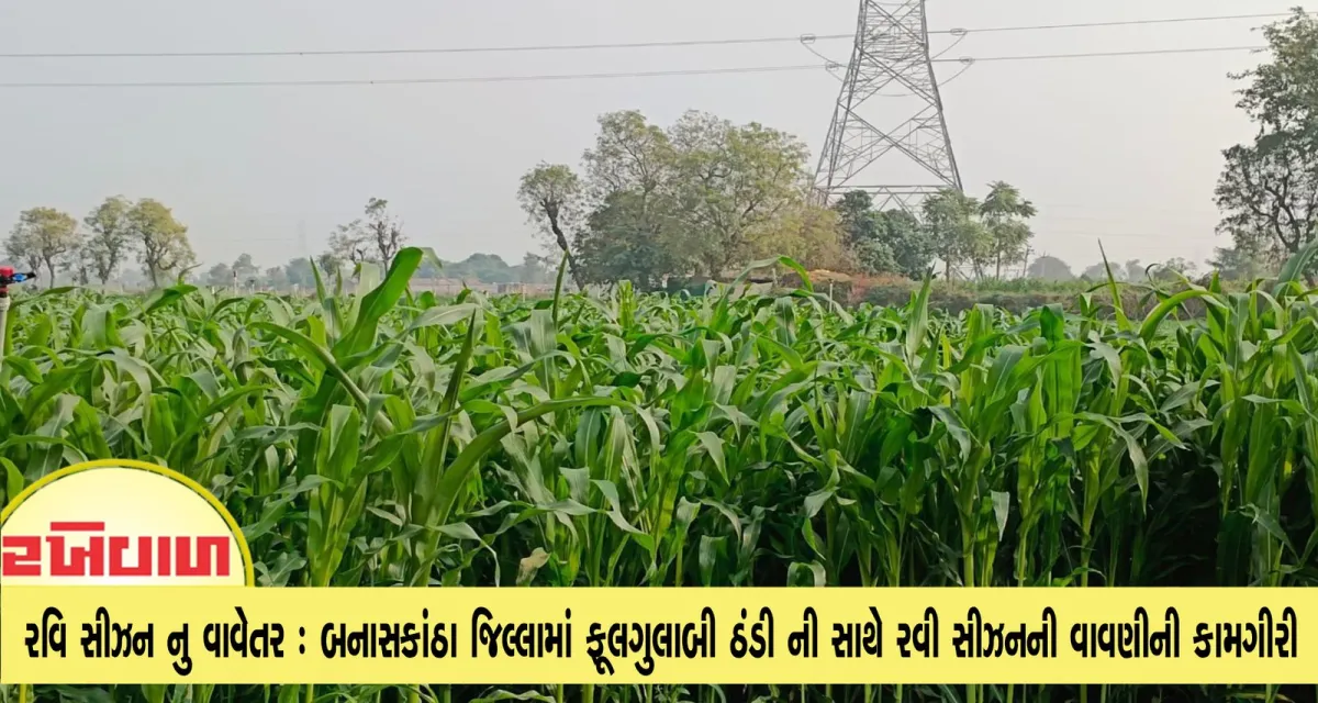 રવિ સીઝન નુ વાવેતર : બનાસકાંઠા જિલ્લામાં ફૂલગુલાબી ઠંડી ની સાથે રવી સીઝનની વાવણીની કામગીરી