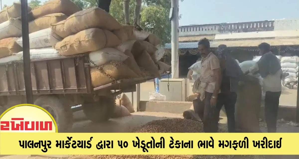 પાલનપુર માર્કેટયાર્ડ દ્વારા 50 ખેડૂતોની ટેકાના ભાવે મગફળી ખરીદાઈ