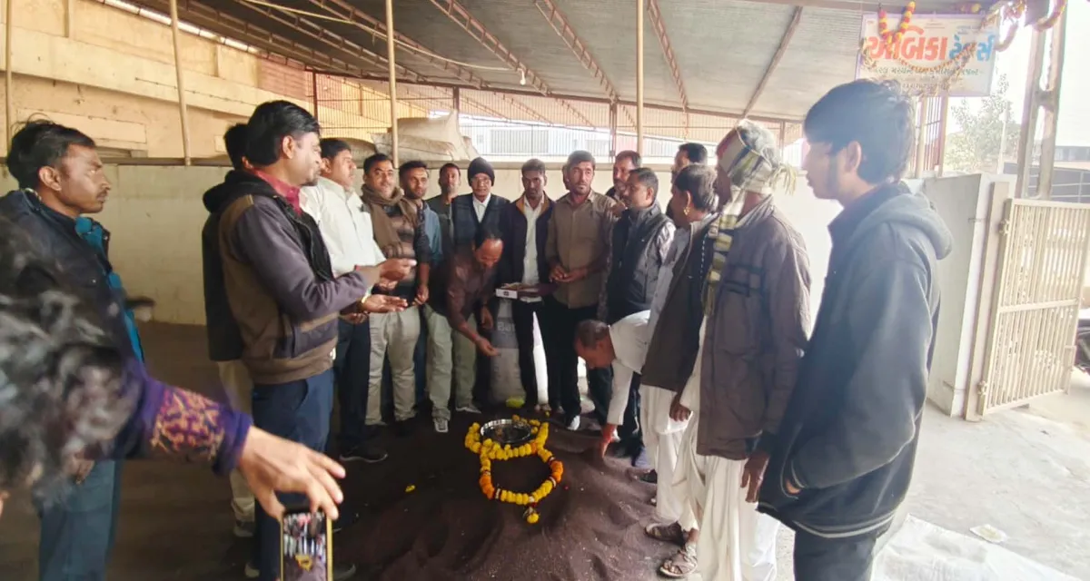 બનાસકાંઠાની માર્કેટયાર્ડોમાં નવા રાયડાની આવકનો ધમધમાટ શરૂ ; સારા ભાવથી ખેડૂત વર્ગમાં આનંદ