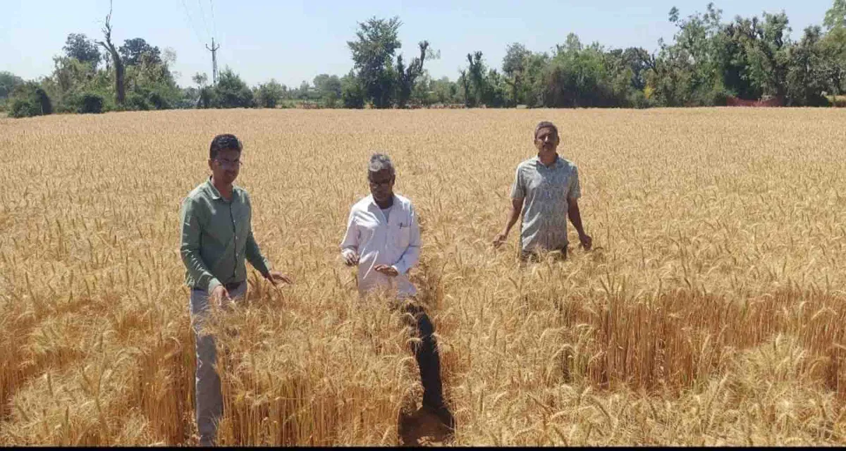 સરદાર દાંતીવાડા કૃષિ યુનિવર્સિટી દ્વારા ઘઉંની જાતનું નવું સંશોધન કર્યું