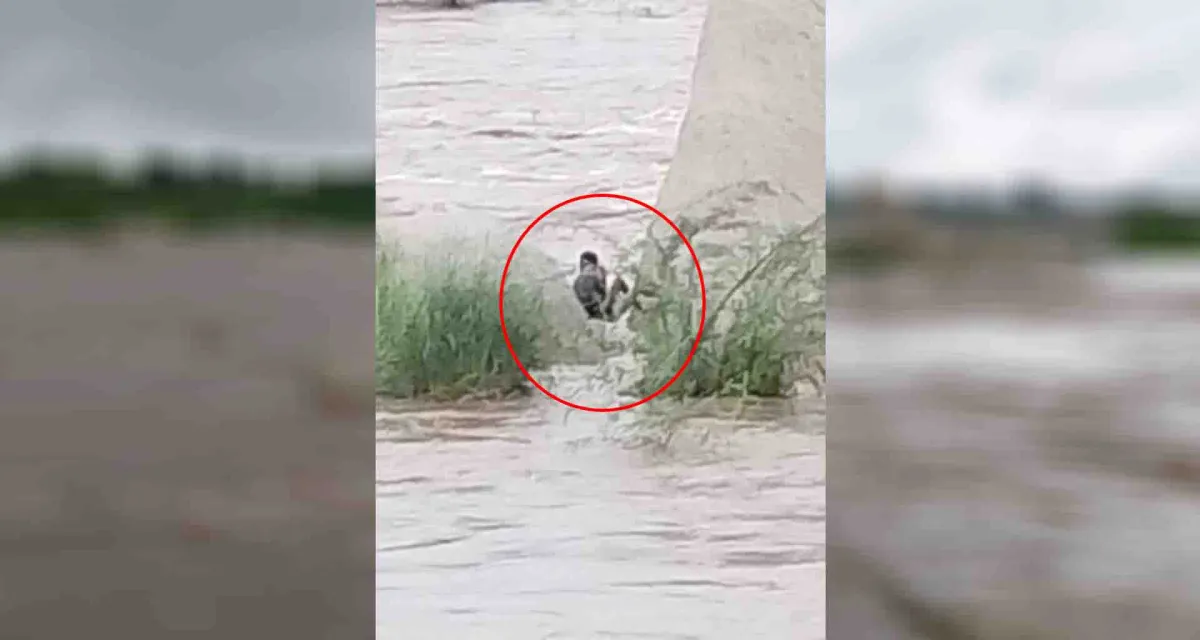 અમીરગઢ; ગઈકાલે ફસાયેલ વ્યક્તિને એસડીઆરએફ ટીમની મદદથી રેસ્ક્યુ કરવામાં આવ્યું