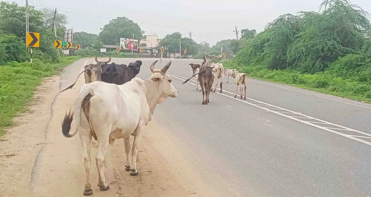 ડીસા-પાટણ હાઈવે પર રખડતા ઢોરનો ત્રાસ : અકસ્માતો વધતા લોકોમાં રોષ