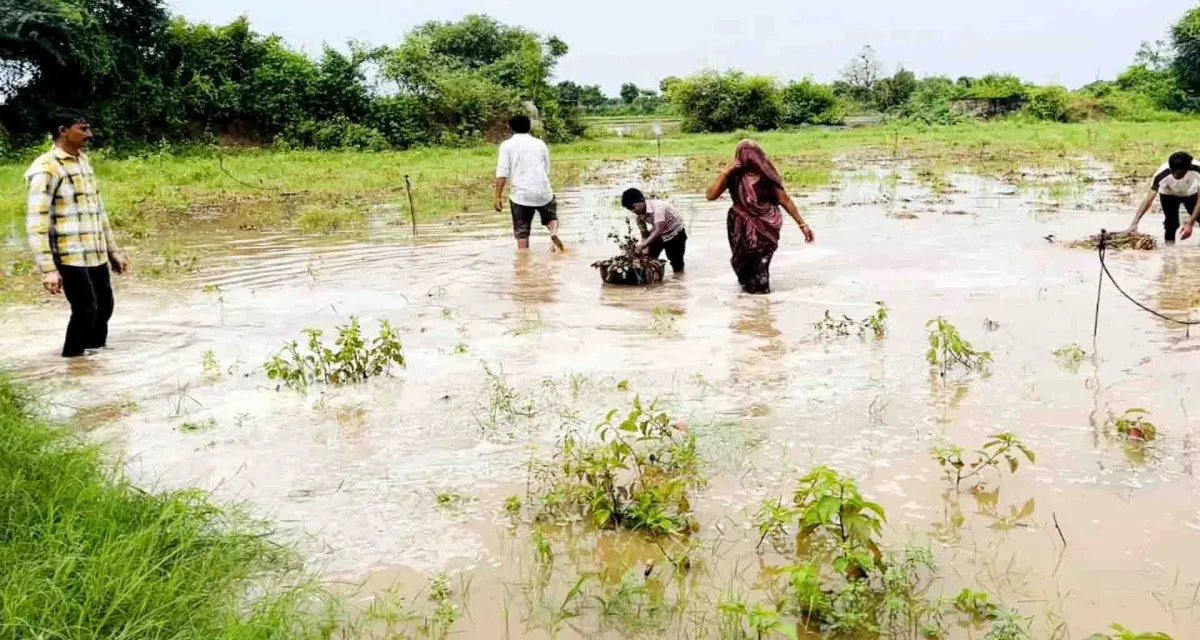 બનાસકાંઠામાં ધોધમાર વરસાદ: ઉભા પાકોમાં પાણી ફરી વળતાં ખેડૂતોને નુકસાન