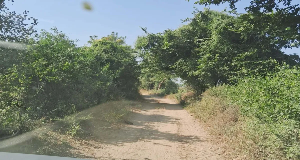 પાલનપુરના કુશ્કલથી ચંડીસરને જોડતો રસ્તો પાકો બનાવવાની લોકોની માંગ