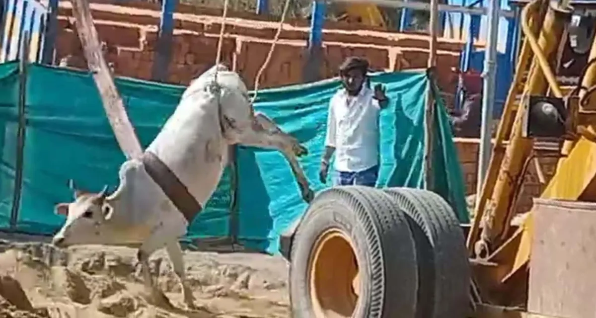 ડીસા મામલતદાર કચેરીમાં કોન્ટ્રાક્ટરની ઘોર બેદરકારી; ખુલ્લા ખાડામાં ગાય ખાબકતા દોડધામ