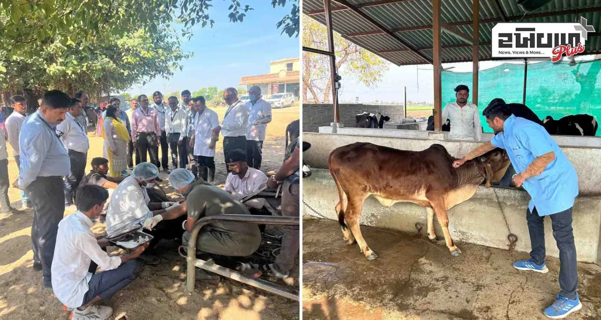 દોઢ મહિનામાં અંદાજે 24 લાખથી વધુ ગાય-ભેંસ વર્ગના પશુઓને ખરવા મોવાસા વિરોધી રસીકરણ કરાશે