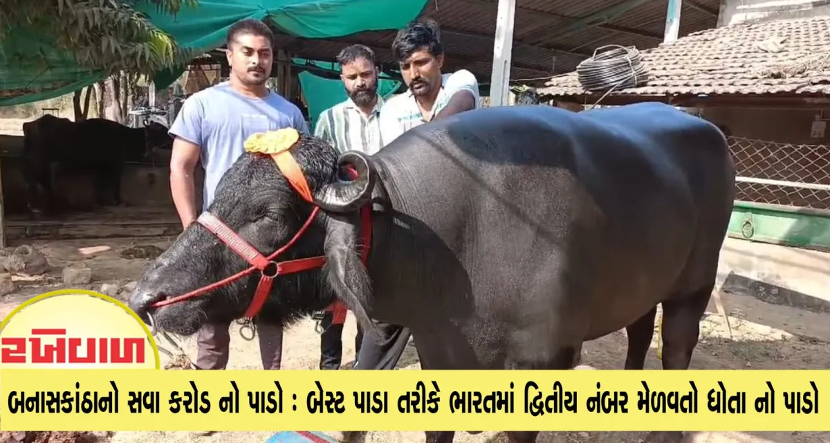 બનાસકાંઠાનો સવા કરોડ નો પાડો : બેસ્ટ પાડા તરીકે ભારતમાં દ્વિતીય નંબર મેળવતો ધોતા નો પાડો