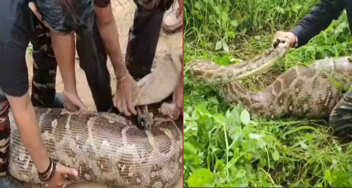 મહેસાણા; સતલાસણમાં અજગરનું રેસ્ક્યુ જંગલ વિસ્તારમાં છોડવામાં આવ્યો