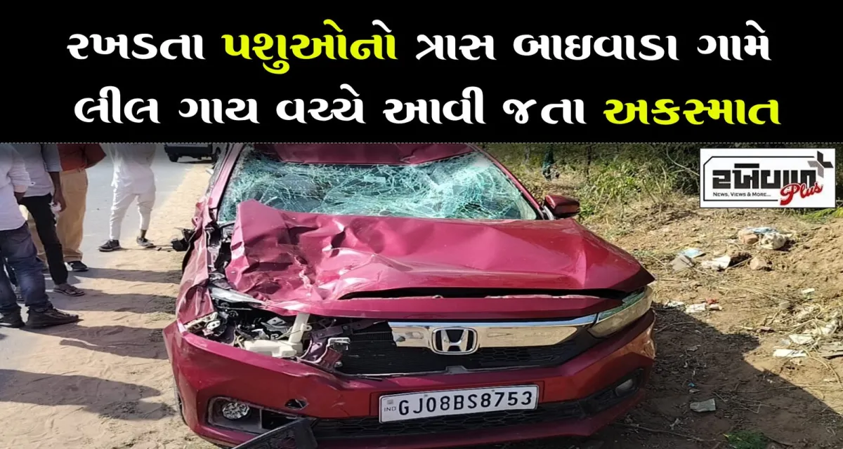 રખડતા પશુઓનો ત્રાસ બાઈવાડા ગામે લીલ ગાય વચ્ચે આવી જતા અકસ્માત