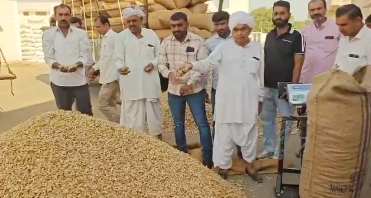બનાસકાંઠા જિલ્લામાં ટેકાના ભાવે મગફળીની ખરીદીનો શુભારંભ