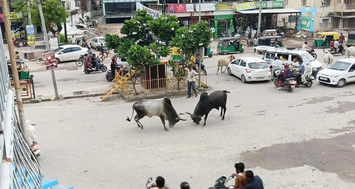 પાટણના રેલવે ગરનાળા માગૅ પર આખલા યુદ્ધે અફરા-તફરી મચાવી