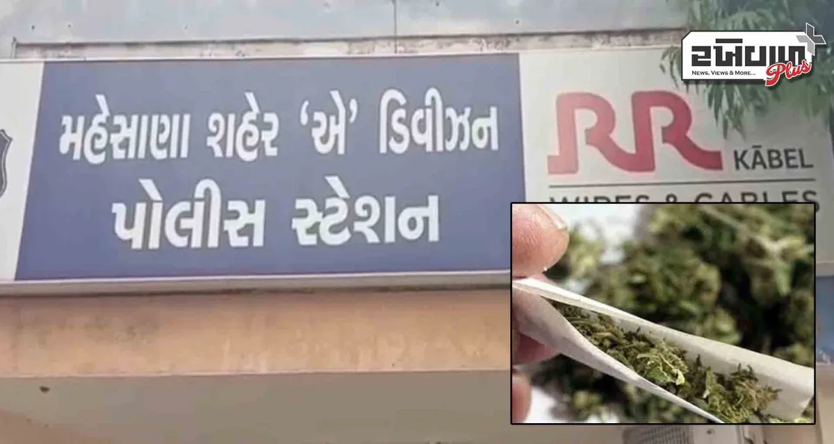 મહેસાણા એ ડિવિઝન પોલીસે ગાંજાનું વેચાણ કરતા વૃદ્ધને પકડી પાડ્યો