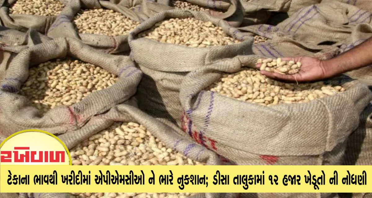 ગુજરાતમાં ટેકાના ભાવથી ખરીદીમાં એપીએમસીઓ ને ભારે નુકશાન; ડીસા તાલુકામાં 12 હજાર ખેડૂતો ની નોધણી