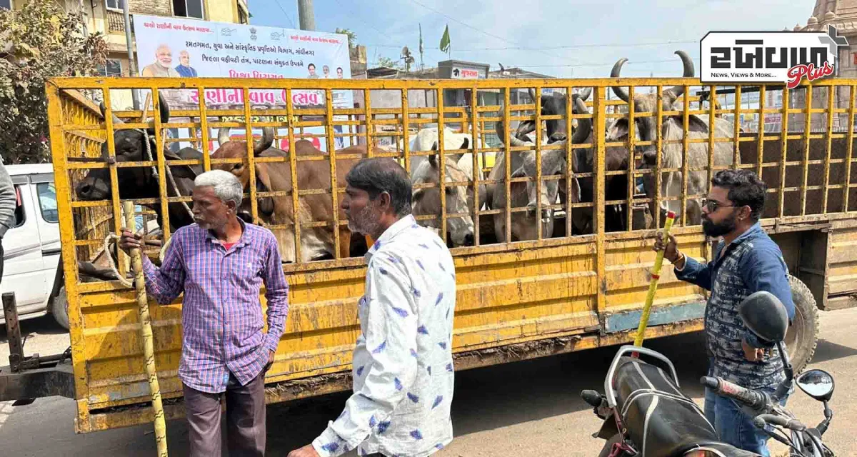 પાલિકા દ્વારા ઢોર ડબ્બાની ઝુંબેશ; 30 થી વધુ રખડતાં ઢોરોને ડબ્બે કરી પાંજરાપોળમાં સોપાયા