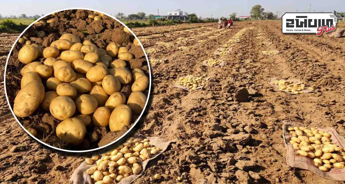 જિલ્લામાં બટાકા નીકળવાની સિઝન શરૂ: ગત વર્ષની સરખામણીએ આ વર્ષે ઉત્પાદન માં ૨૦ ટકાનો વધારો