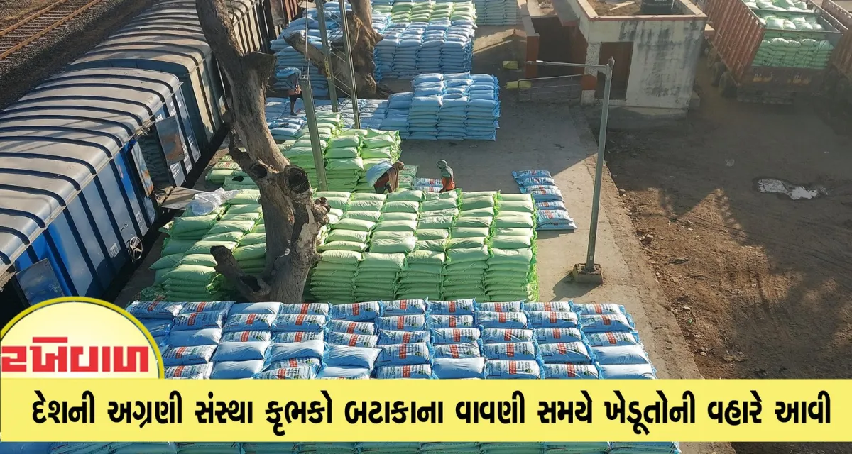 દેશની અગ્રણી સંસ્થા કૃભકો બટાકાના વાવણી સમયે ખેડૂતોની વહારે આવી