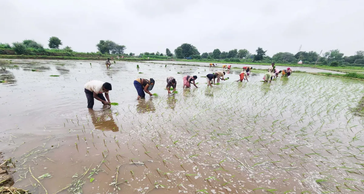 ખરીફ વાવણી વેગ પકડશે : 17મી સુધીમાં દેશના મોટાભાગમાં ચોમાસુ દસ્તક આપશે