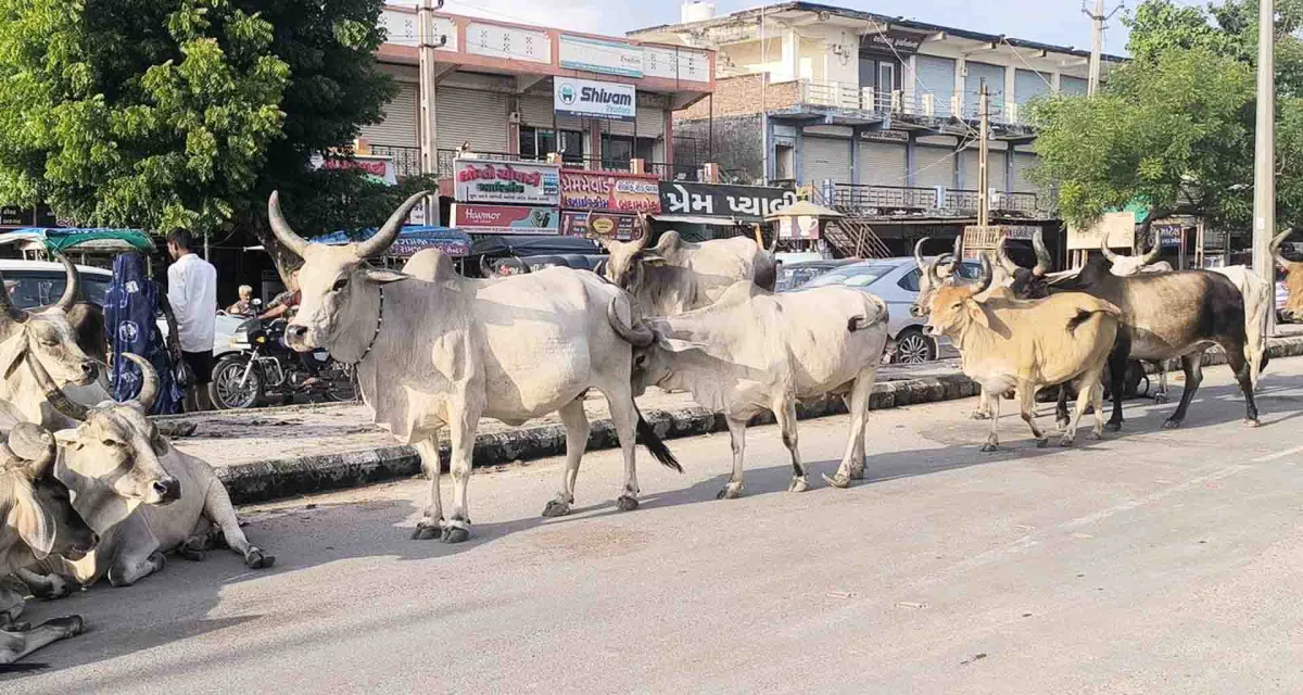 મહેસાણાના વિસનગરમાં રખડતાં ઢોરનો ત્રાસ અકસ્માતનો ભય વાહન ચાલકો પરેશાન