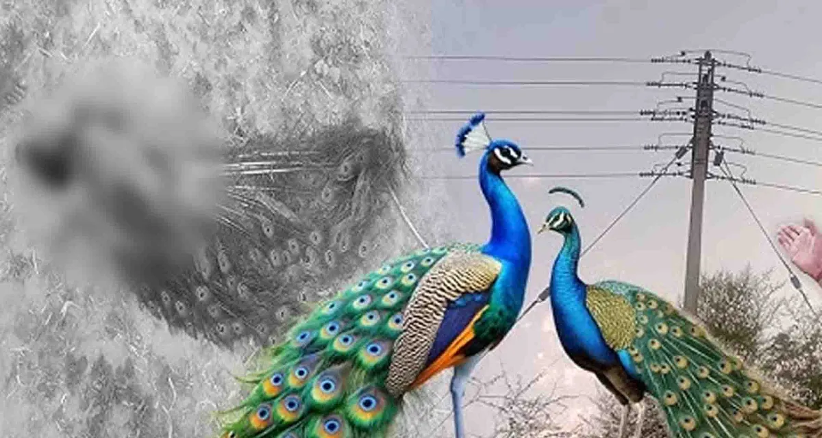 ધાનેરાના વોડા ગામની હેવી વીજલાઇન હજુ કેટલા રાષ્ટ્રીય પક્ષી મોરનો ભોગ લેશે?