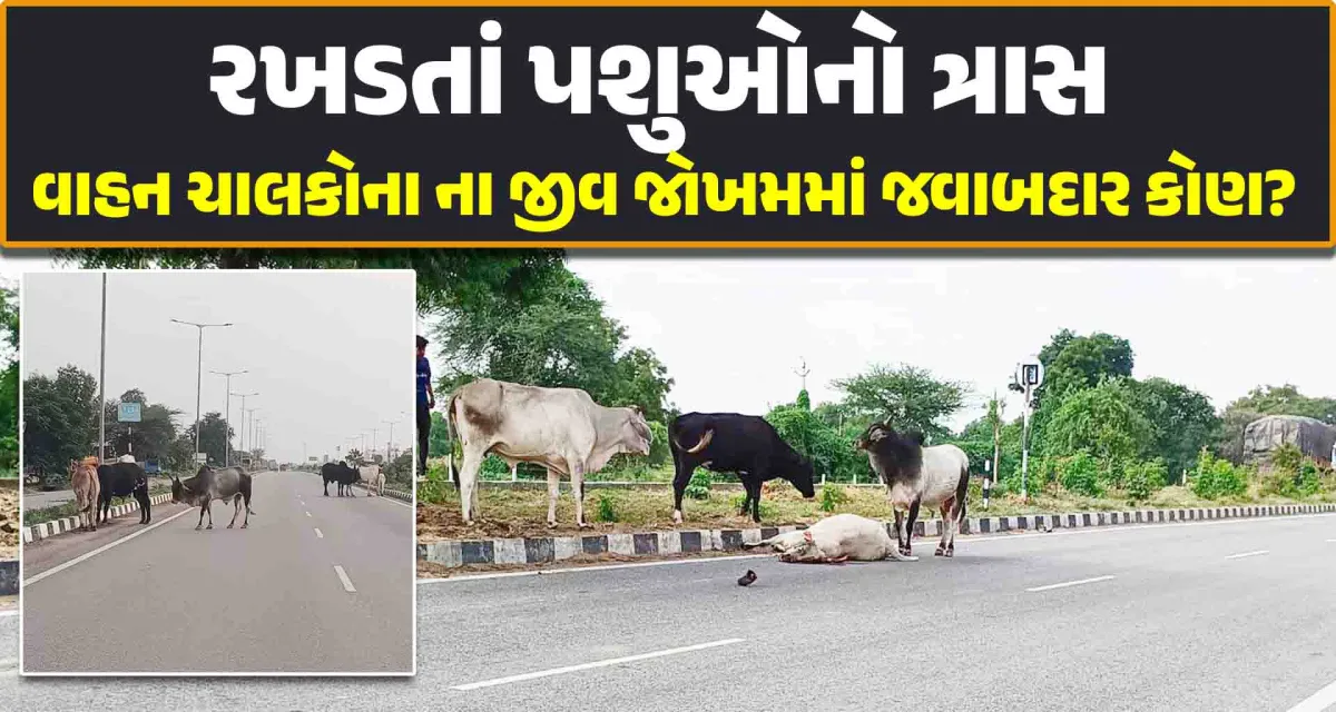 ડીસા ભીલડી હાઈવે પર રખડતાં પશુઓનો ત્રાસ દિનપ્રતિદિન રખડતા પશુઓની સંખ્યામાં વધારો
