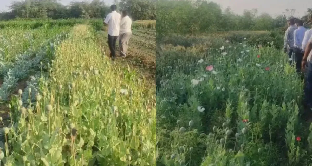 ભાવનગરમાં બે ભાઈઓ 11 કરોડ રૂપિયાના ગાંજા અને અફીણ સાથે પકડાયા