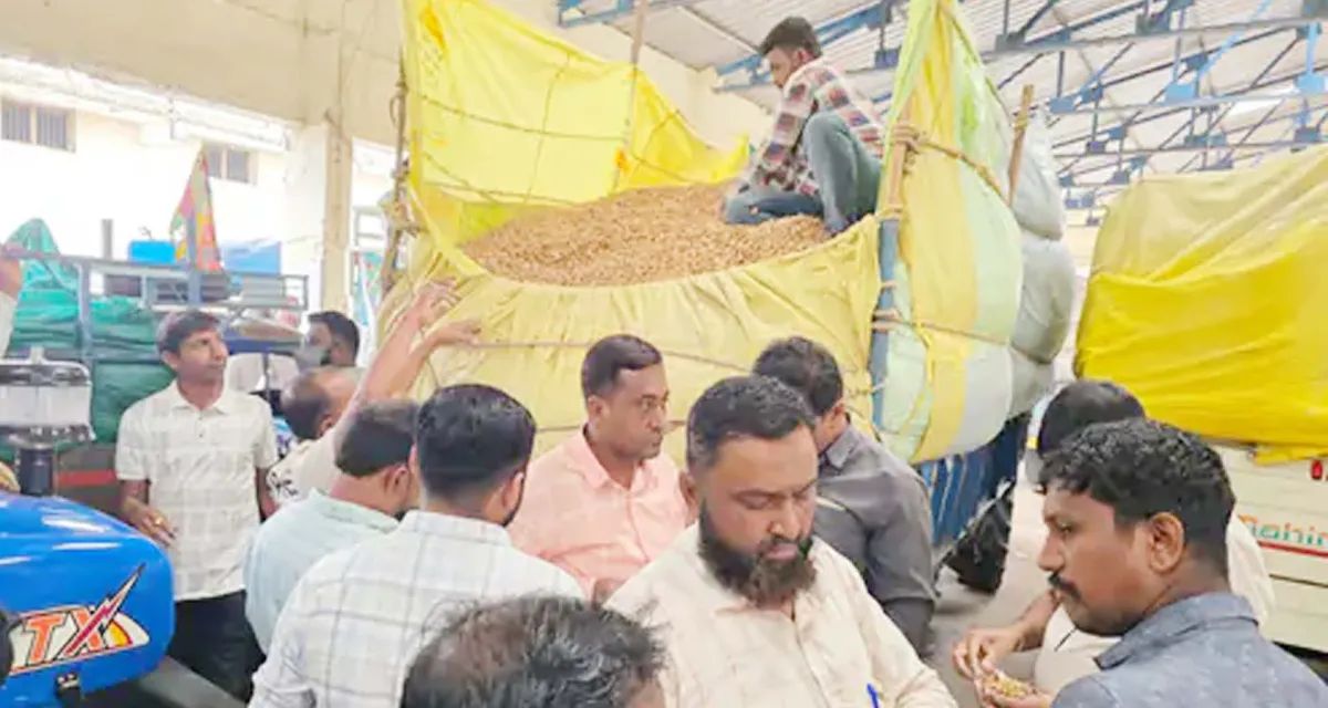 આજથી હિંમતનગર માર્કેટયાર્ડમાં હરાજી શરૂ : મગફળી અને કપાસની ખરીદી શરૂ