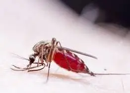 ગાંધીનગરમાં ઝિકા વાયરસની એન્ટ્રી