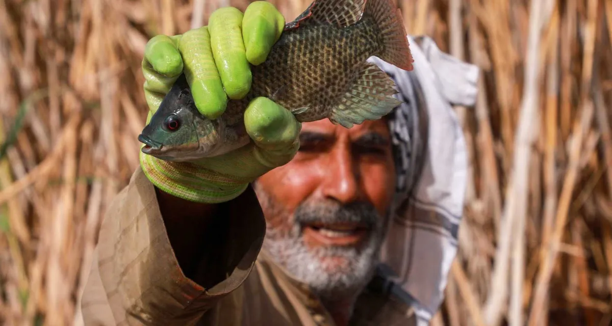 'આપણા કળણને એકલા છોડી દો': ઈરાકીઓ કલ્પિત ભીના મેદાનોમાં તેલ ખોદકામ સામે ઉભા થયા