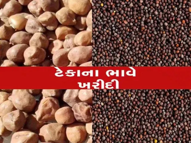 મુખ્યમંત્રી શ્રી ભૂપેન્દ્ર પટેલના માર્ગદર્શન હેઠળ રાજ્યમાં આગામી તા. ૨૧મી એપ્રિલથી ચણા અને રાયડાની ટેકાના ભાવે ખરીદી શરુ થશે